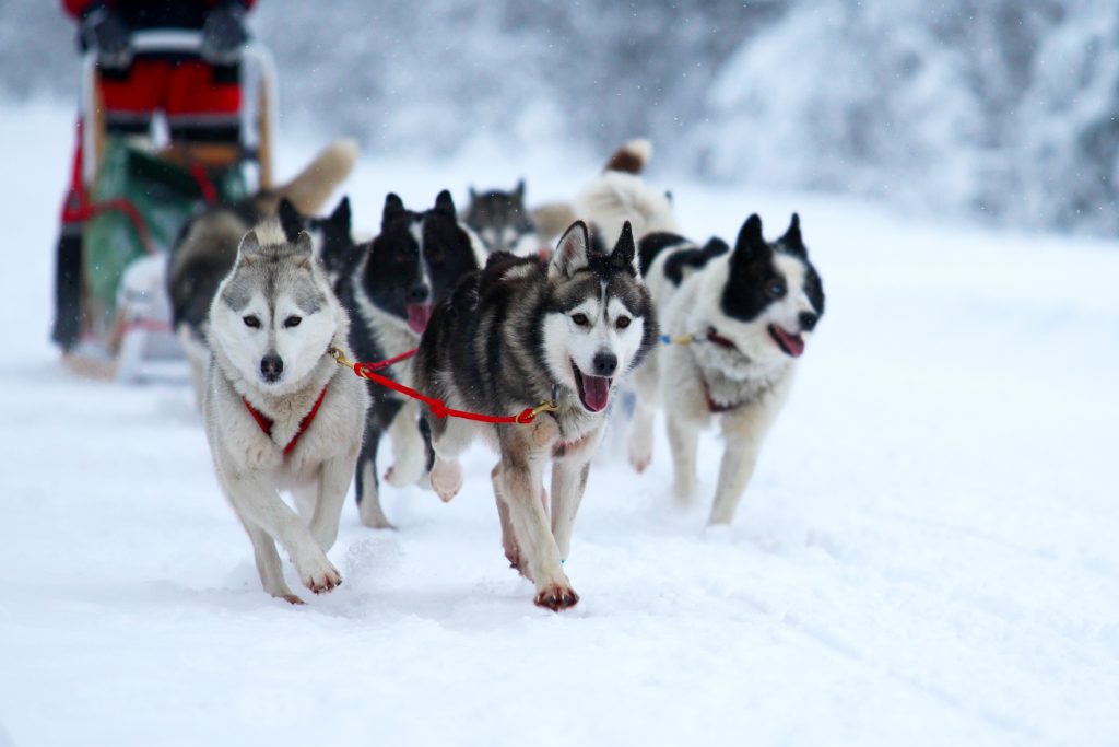 A pack of husky sled dogs leading a sled through the snow, big smiles on their faces.