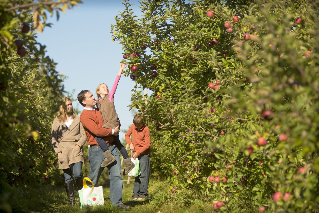 A father holds up his daughter to reach an apple on a tree as the mother and son look on.