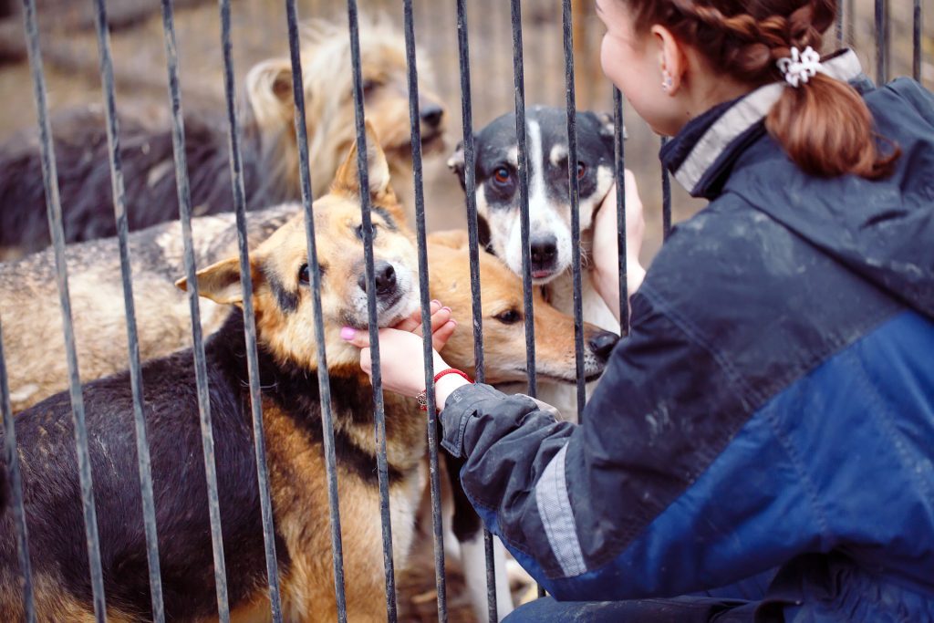 A woman reaching through bars to pet two dogs