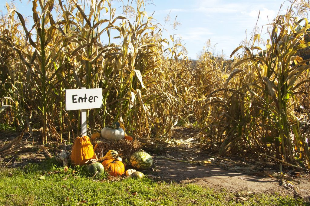 Wooden sign that says "Enter" at the beginning of a corn maze