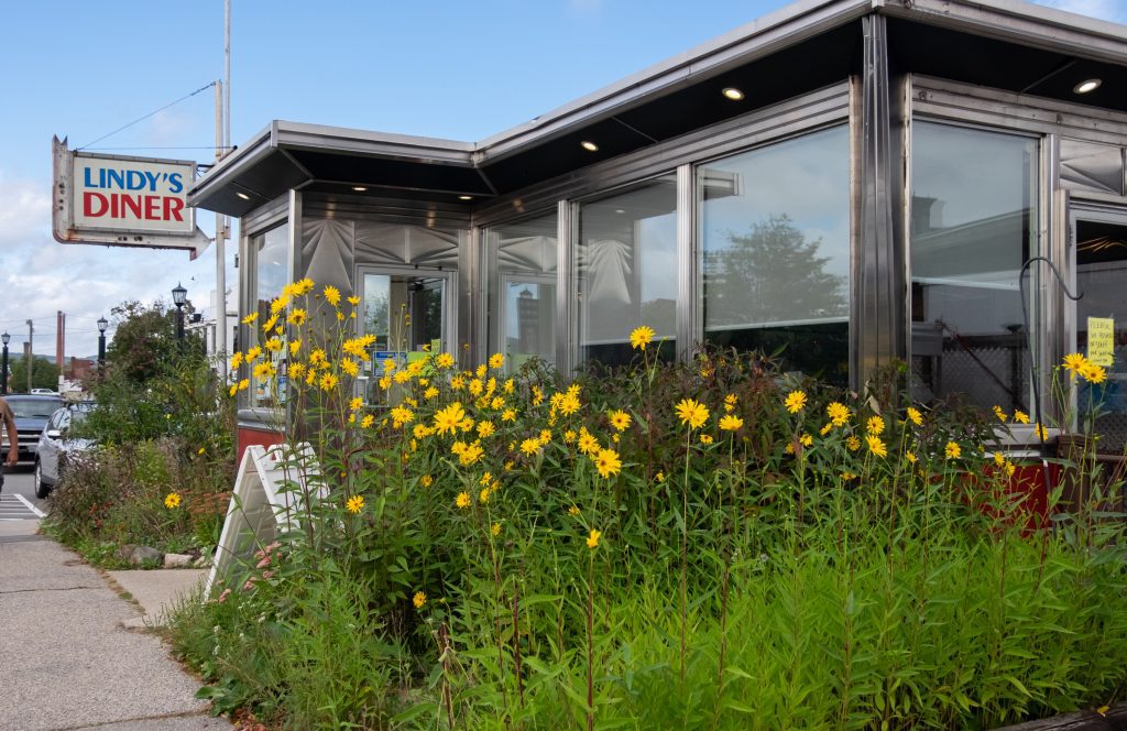 A square aluminum building with windows and a Lindy's Diner sign. The front yard is all overgrown bright yellow wildflowers.
