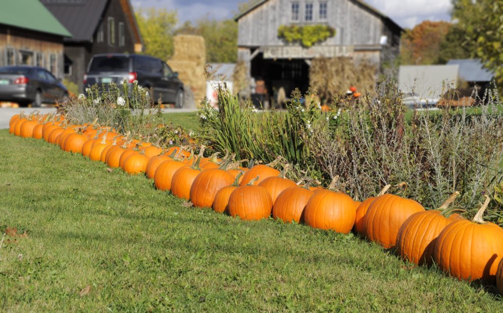 A line of bright orange pumpkins lined up in front of a farmhouse.