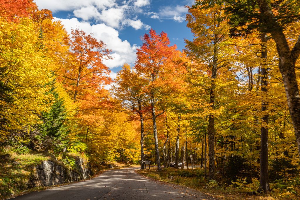 Gorgeous, brilliant red, orange, and yellow trees surrounding a paved road.