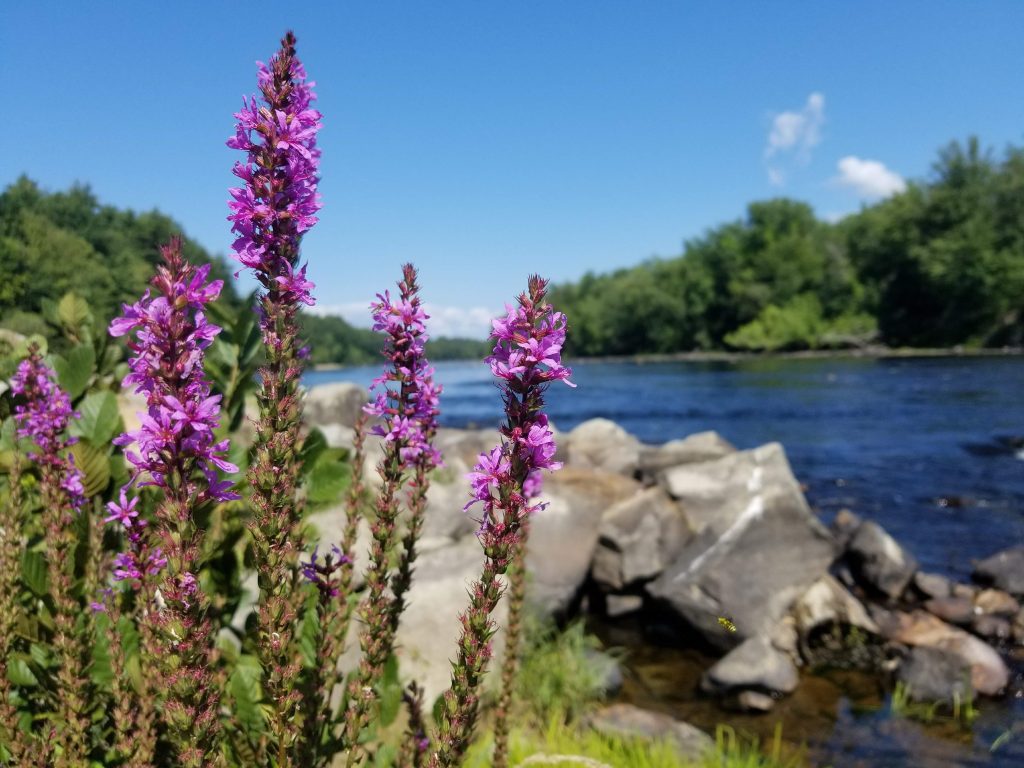 Bright purple flowers in front of a rocky river's edge in NH.