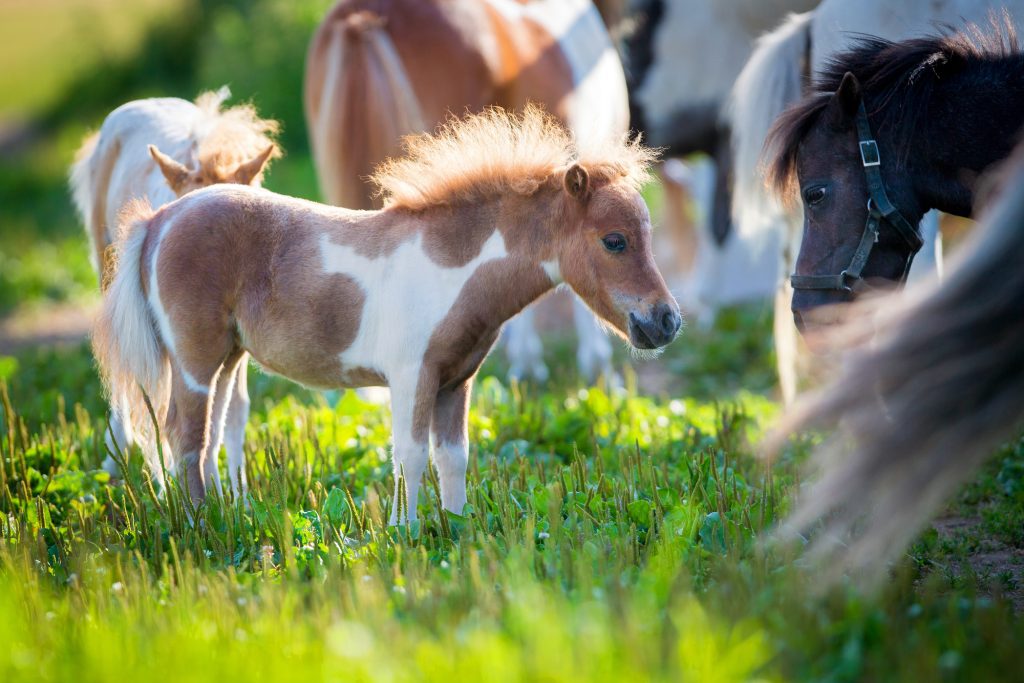 A cute little miniature horse in a herd of horses. He looks very fuzzy and his hair is flying in the breeze.